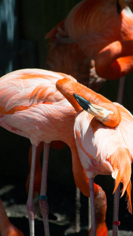 Flamingos at Toledo Zoo