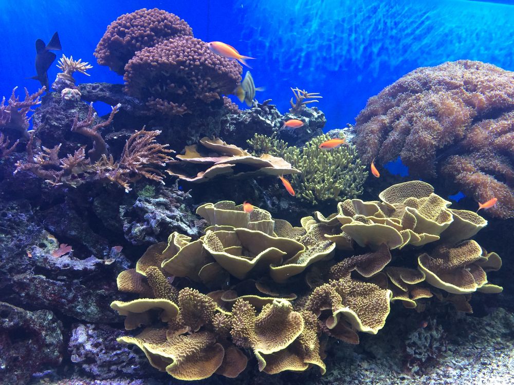Fish in Toledo Zoo's aquarium