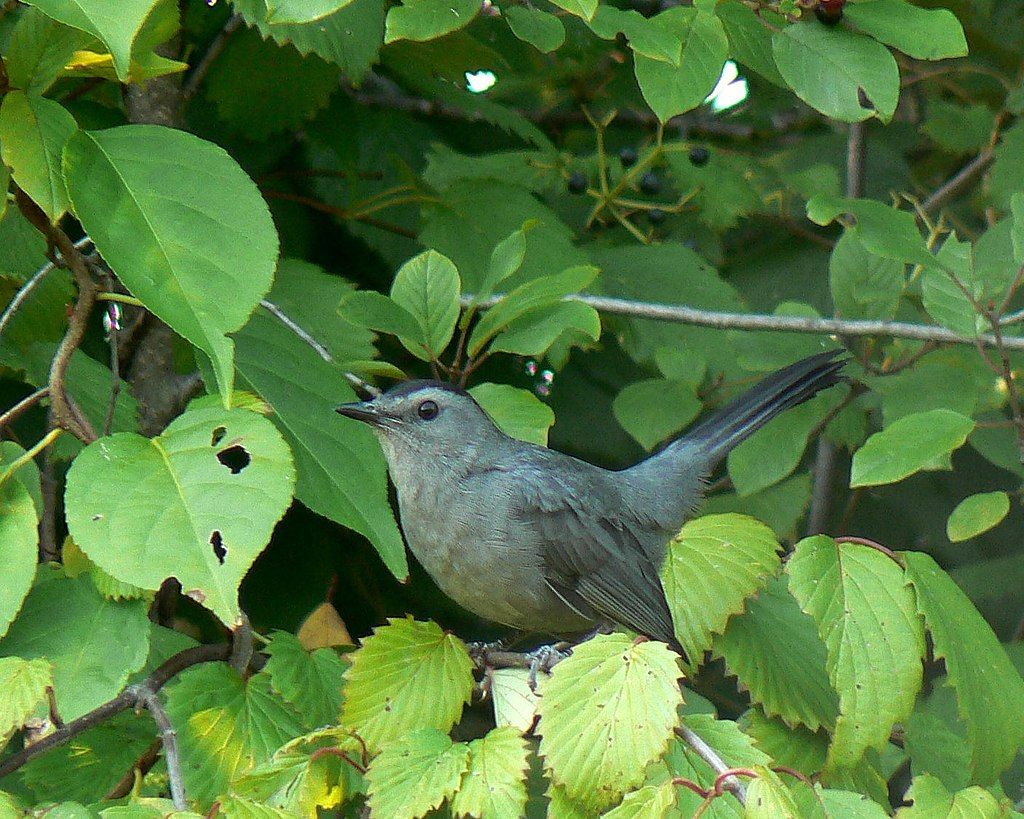 A bird at Wildwood Preserve Metropark