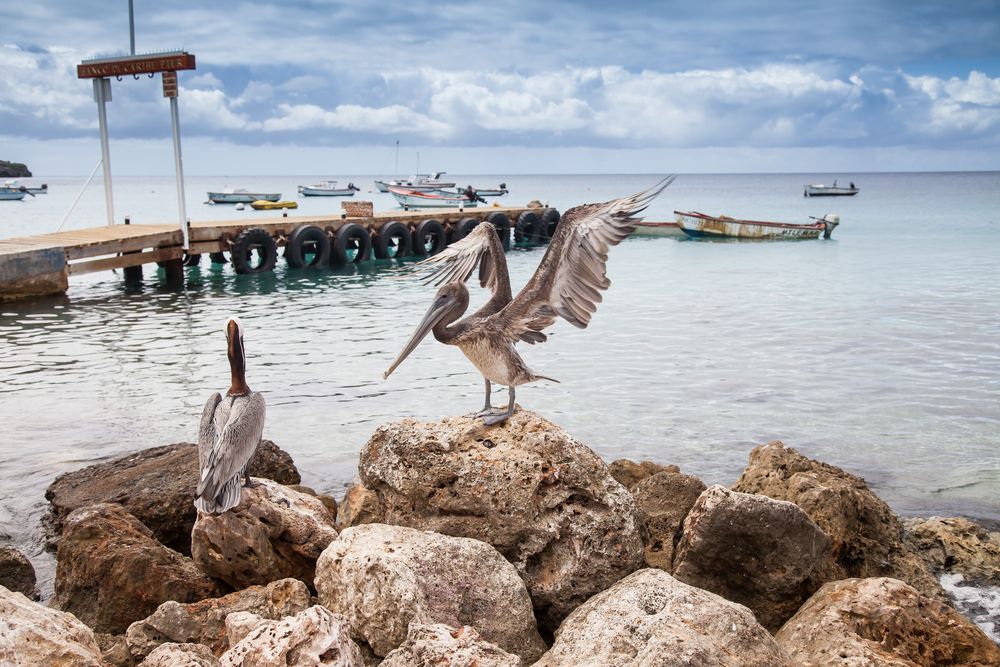 Two Birds in Christoffel National Park