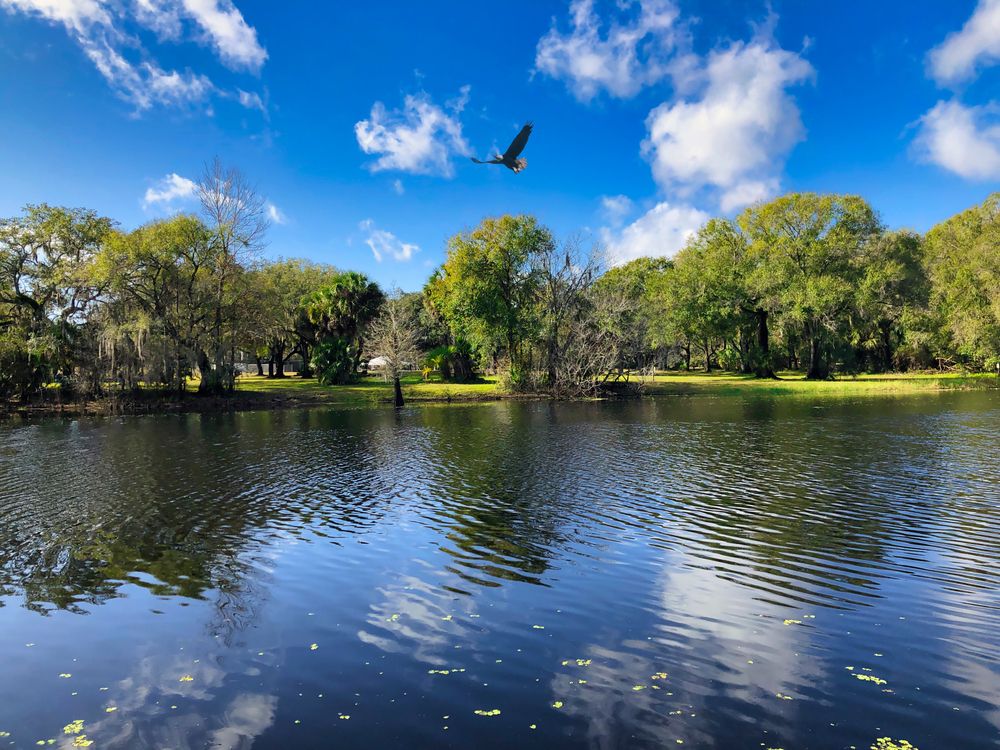 Bird over Lettuce Lake Park