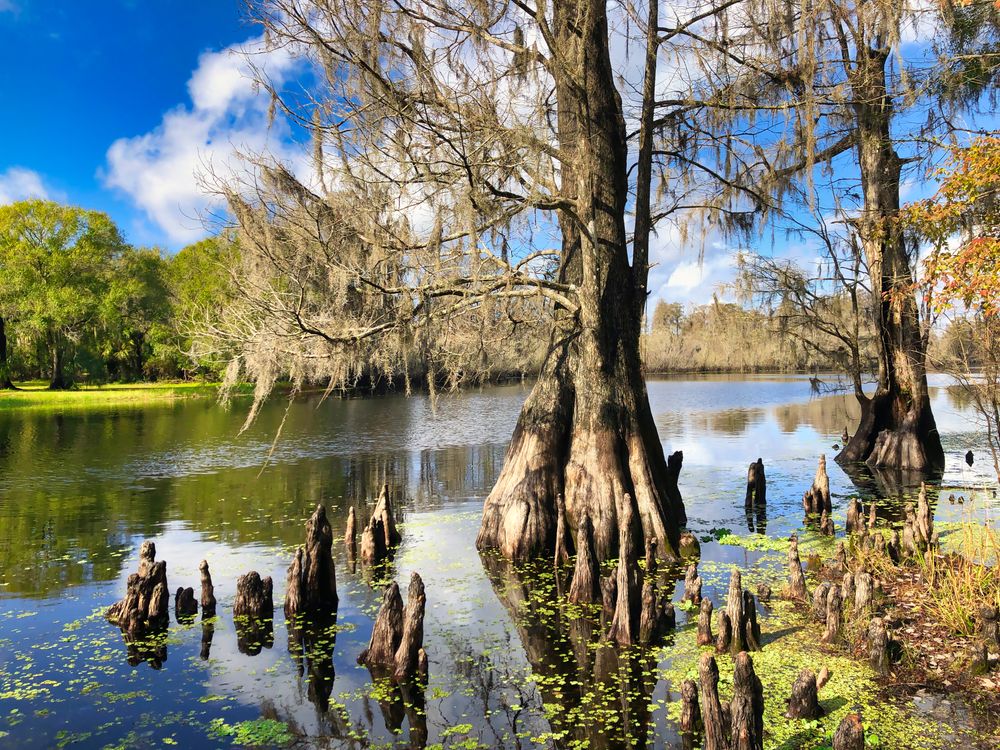 Scenic View of Lettuce Lake Park