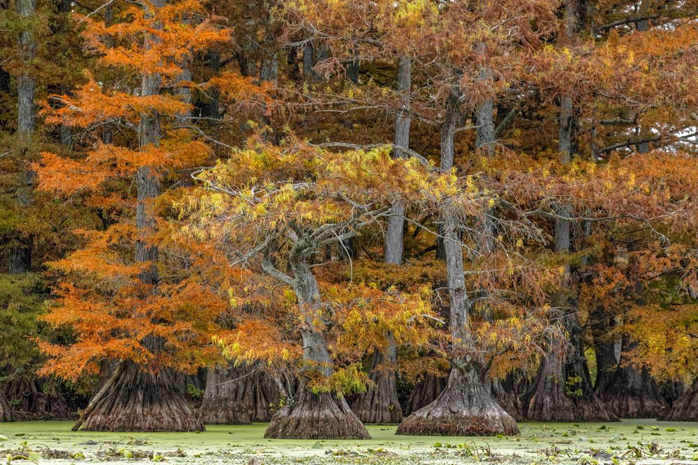 Bald cypress trees at Reelfoot Lake State Park