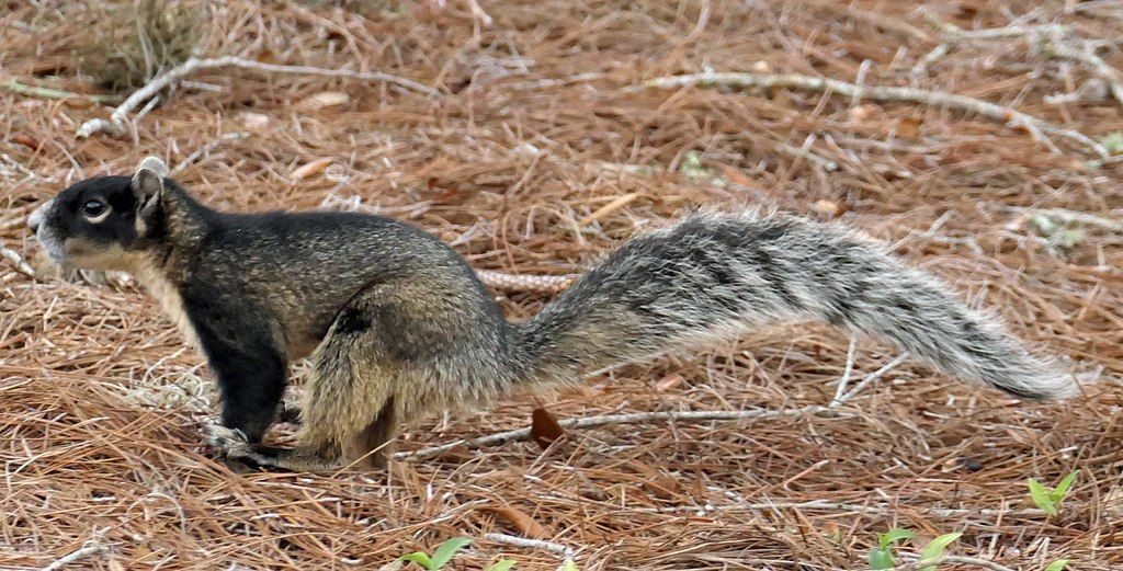 A squirrel at Hogeye Preserve