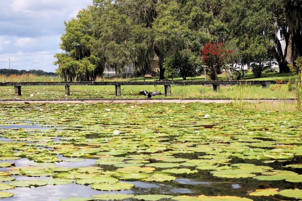 Lily pads at Lake Miona Park