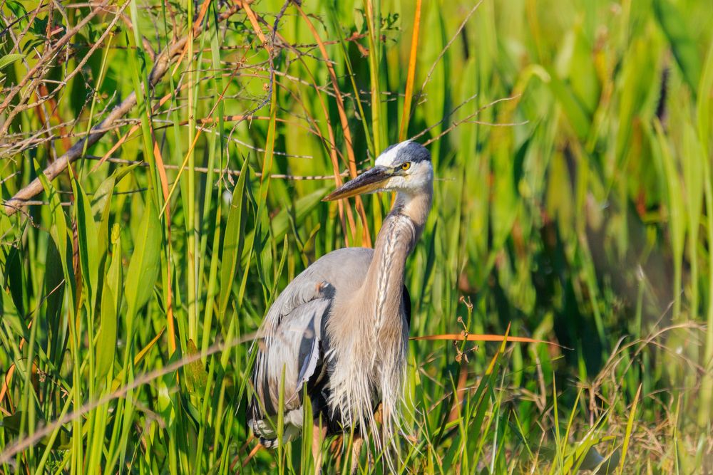 Great heron at Lake Weir