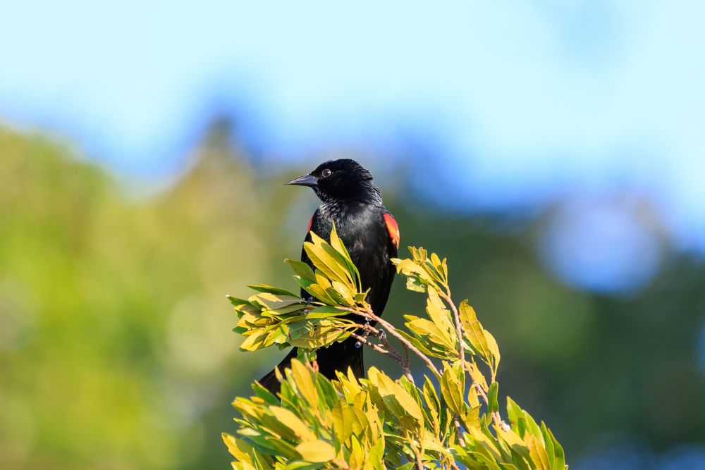 A bird at Lake Weir