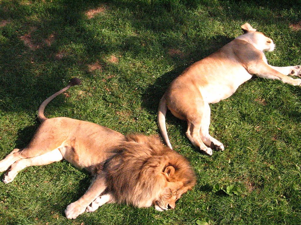 Sleeping lions at Como Park Zoo