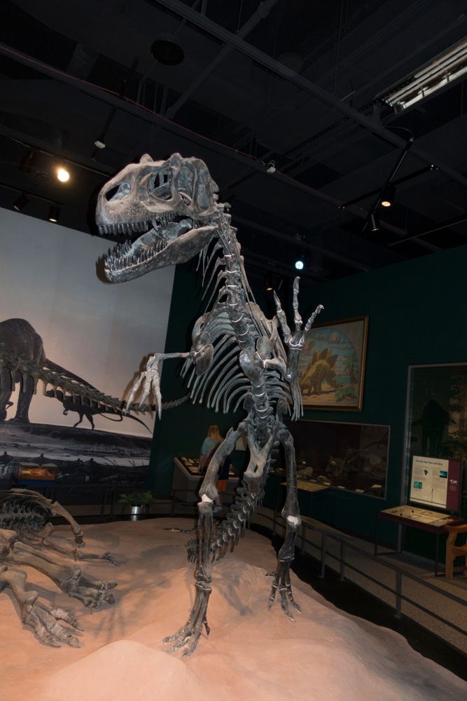 Dinosaur skeleton exhibit in Science Museum of Minnesota