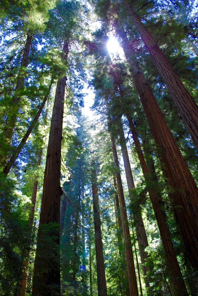 Sunlight peeking through Montgomery Woods State Natural Reserve's tall trees