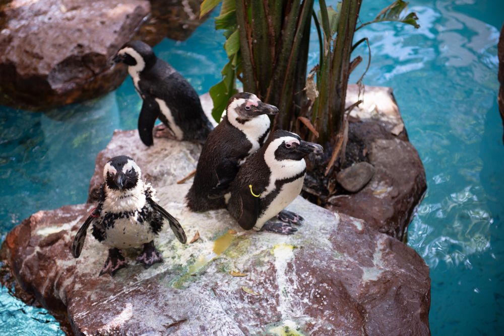 Cute penguins in Dallas World Aquarium