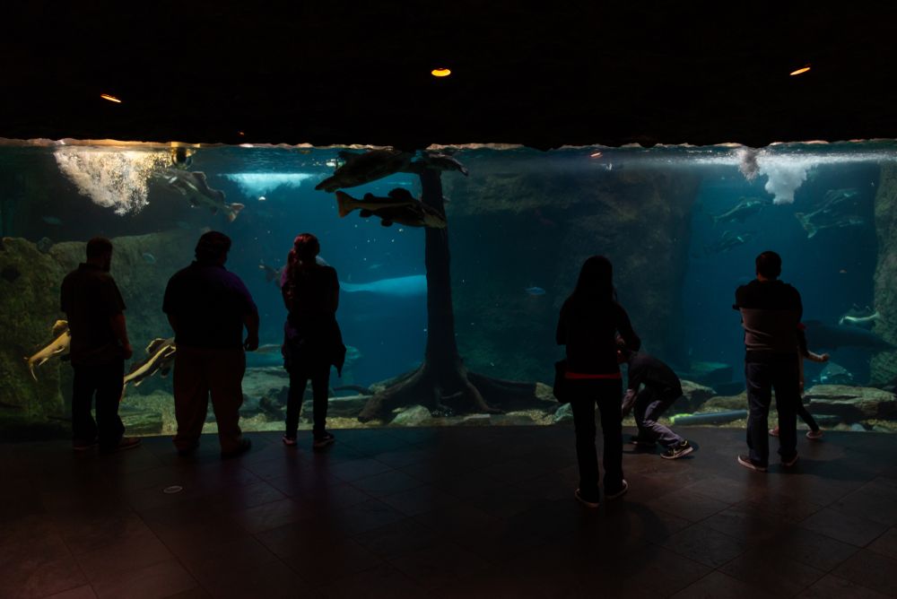 People in Dallas World Aquarium
