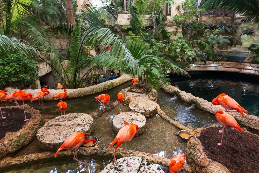 Flamingos in Dallas World Aquarium