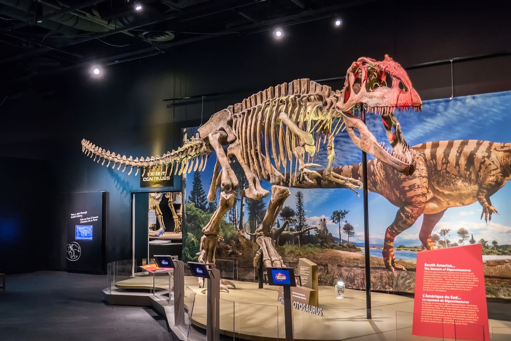 Dinosaur skeleton exhibit in Perot Museum Of Nature and Science