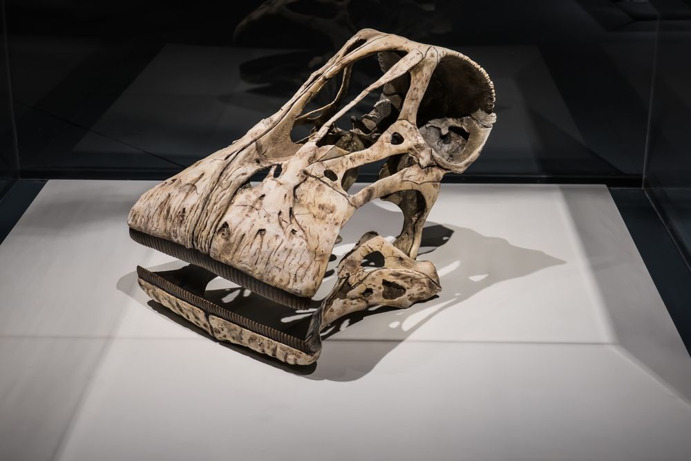 Exhibit in Perot Museum Of Nature and Science