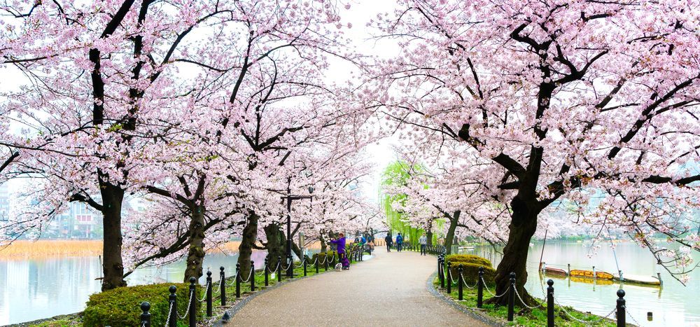 Ueno Park in Tokyo