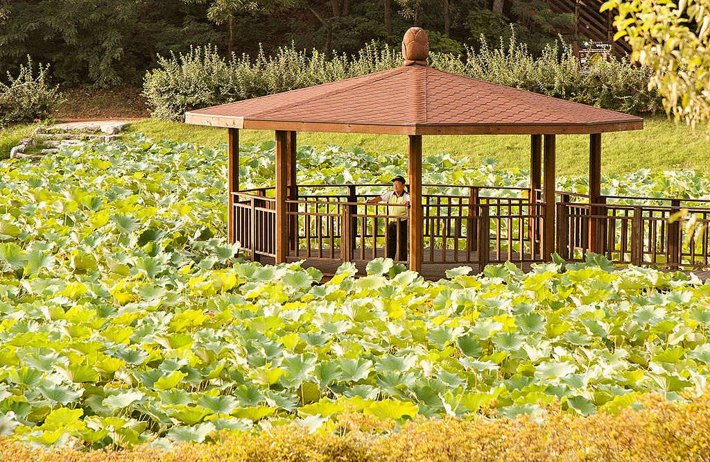 Lotus lookout at Seonam Lake Park