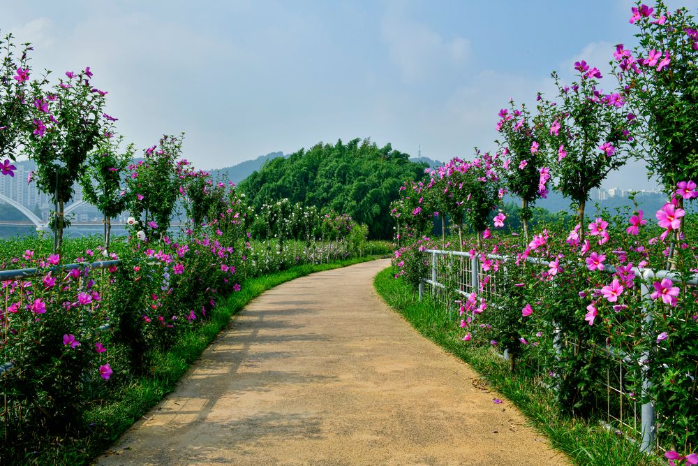 Trail lined with flowers at Taehwagang National Garden