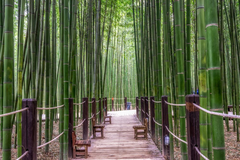 Wooden chairs along Taehwagang River Grand Park's bamboo grove
