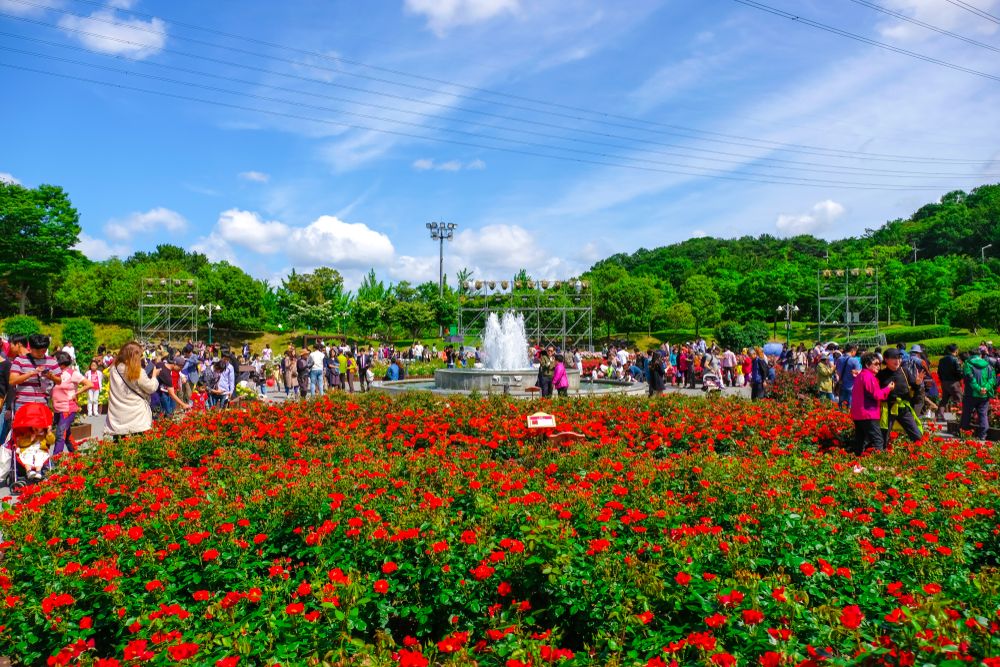 Beautiful roses at Ulsan Grand Park during the rose festival