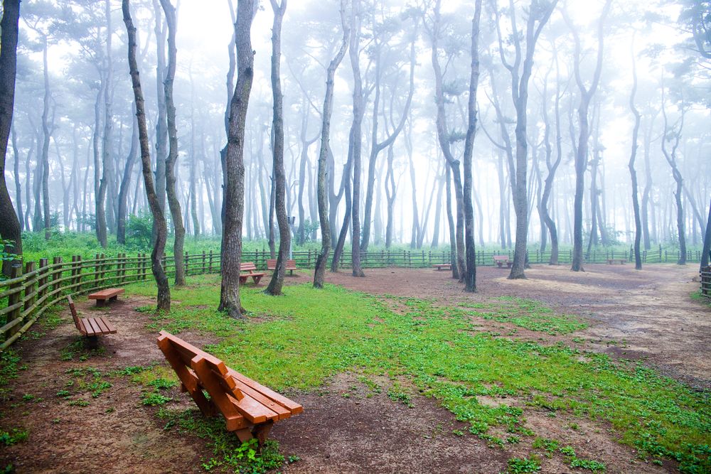 Benches along Daewangam Park's pine forest trail