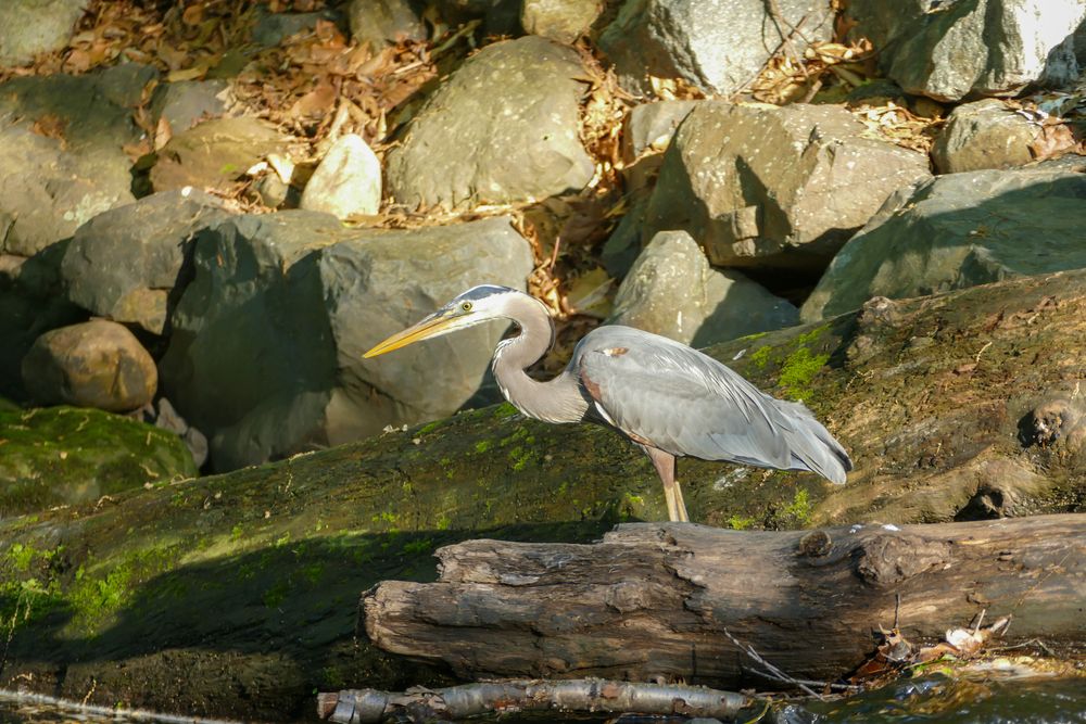 A heron at Echo Lake Park