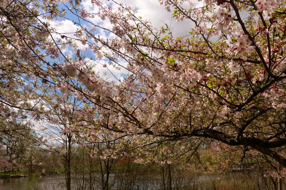 Cherry blossom trees at Warinanco Park