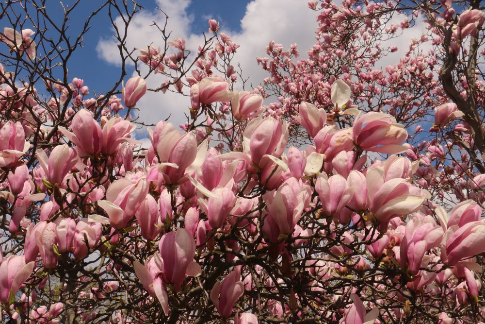 Close view of magnolia blossoms at Warinanco Park
