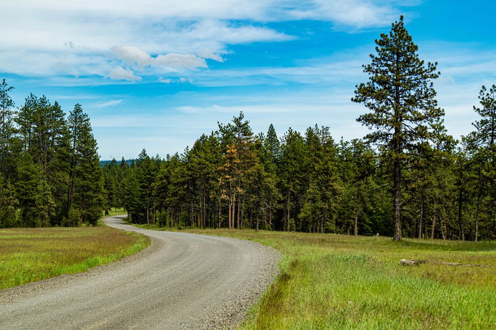 Dirt road at Umatilla National Forest