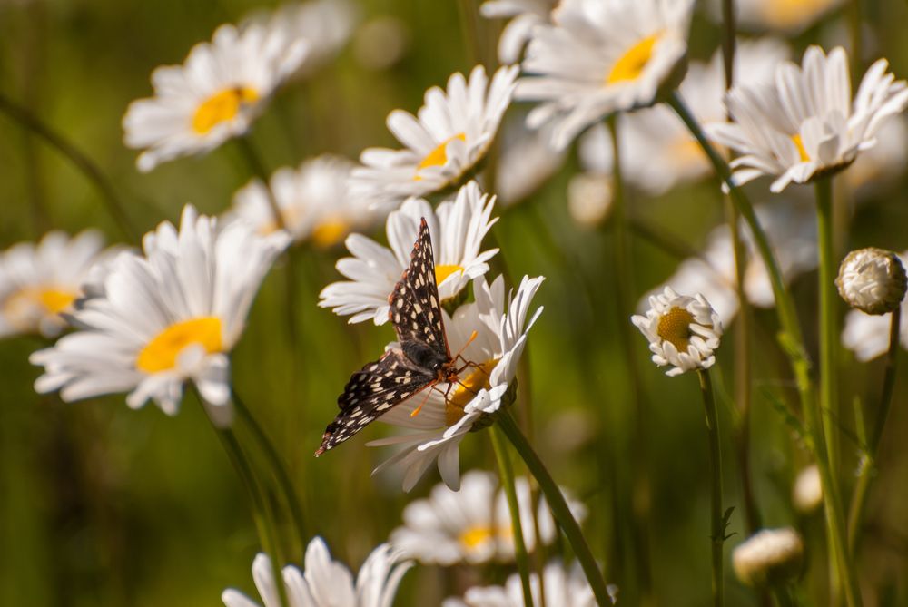 Butterfly on a flower at Umatilla National Forest