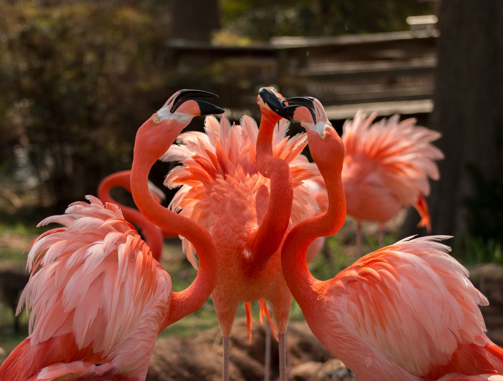Flamingos in the Oklahoma city zoo