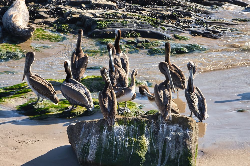 View of Carpinteria Seal Sanctuary