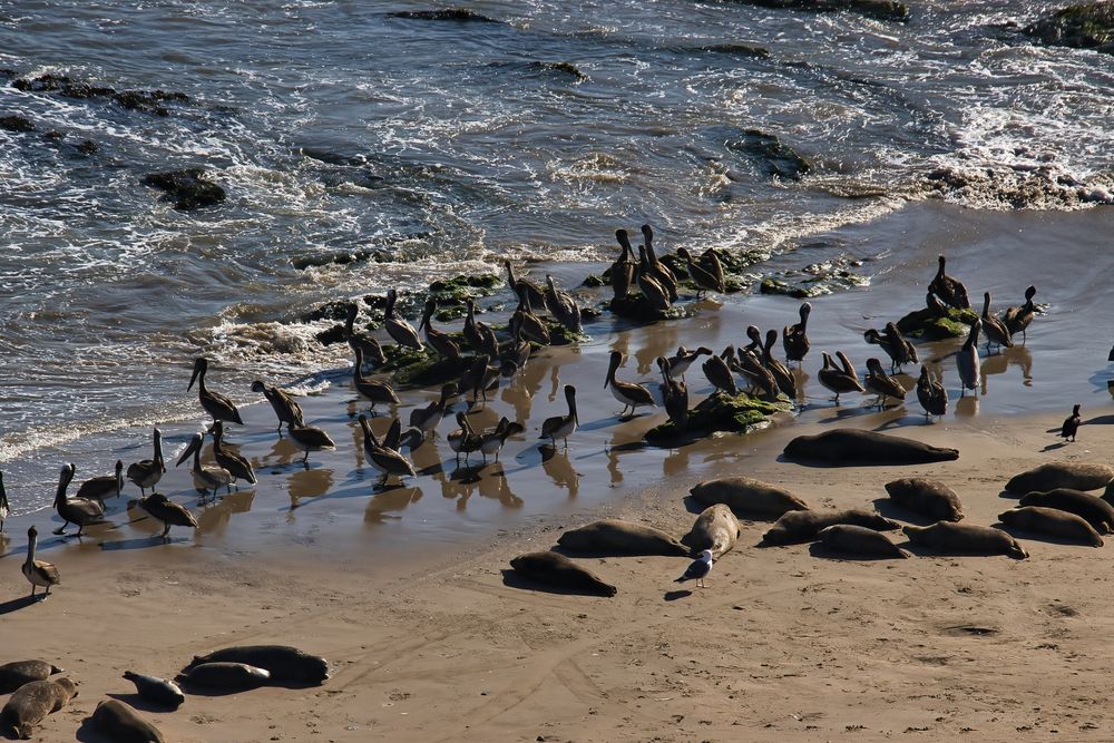 View of Carpinteria Seal Sanctuary
