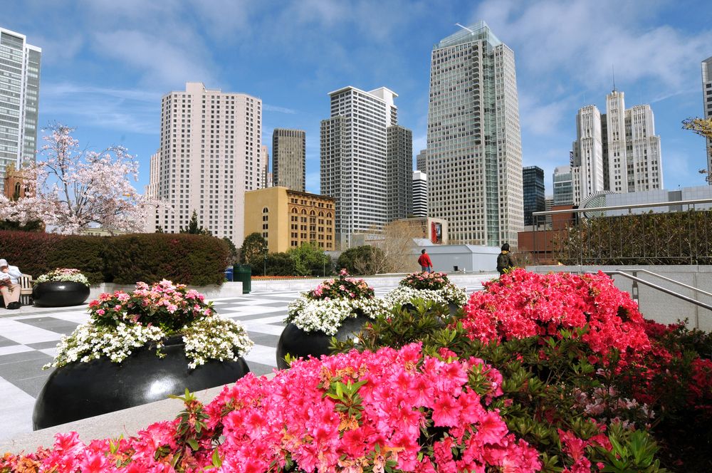 Flowers at Yerba Buena Gardens