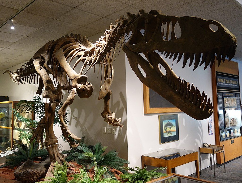 Dinosaur skeleton in the BYU Museum of Paleontology
