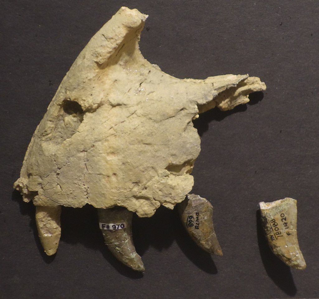 Fossils in the BYU Museum of Paleontology