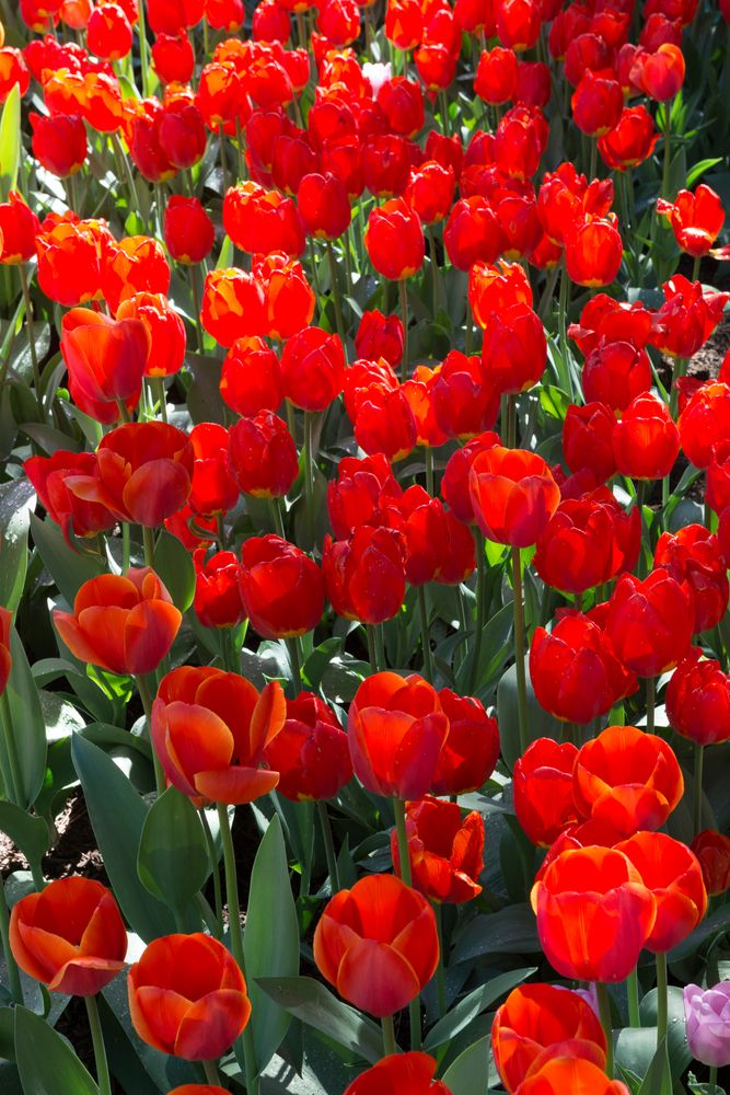 Vibrant tulips at Thanksgiving Point
