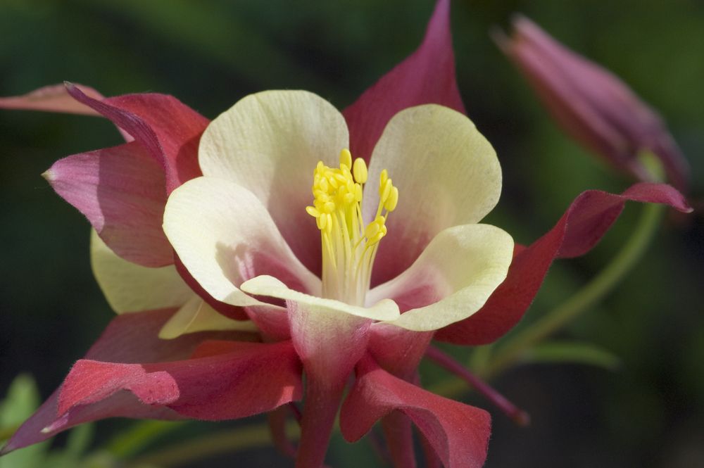 A pretty flower at the Betty Ford Alpine Gardens