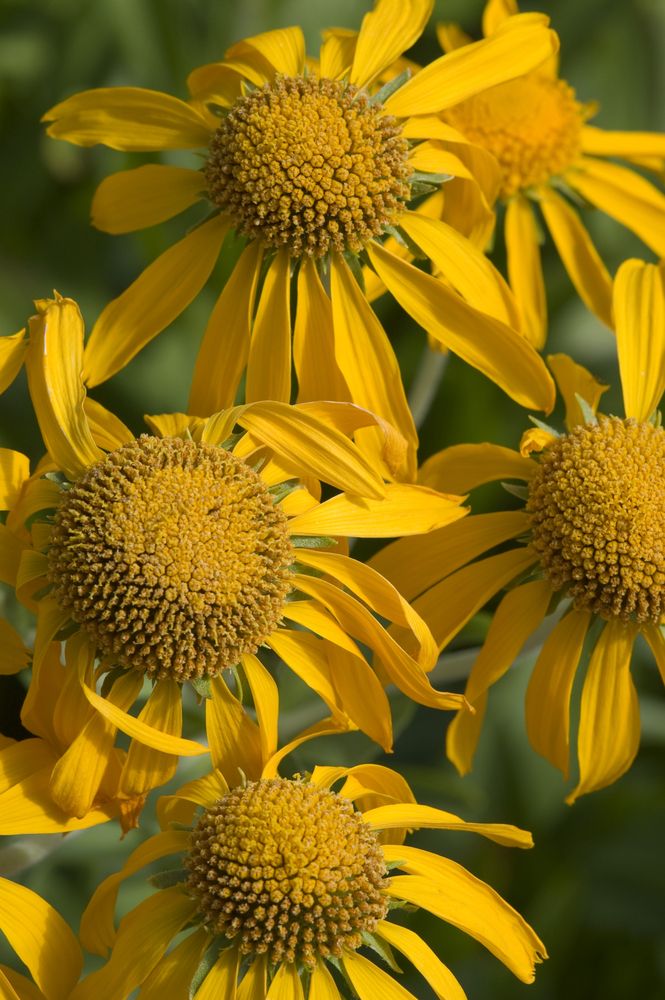 Vibrant flowers at Betty Ford Alpine Gardens