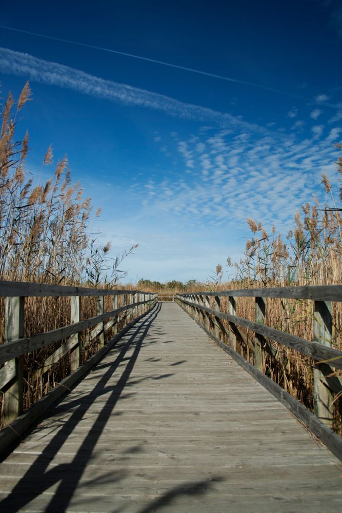 Boardwalk trail at Back Bay National Wildlife Refuge