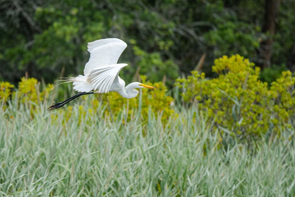 Great egret flying over Back Bay National Wildlife Refuge