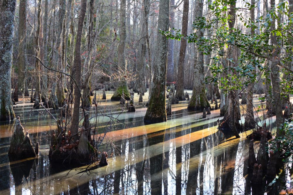 Cypress swamp at First Landing State Park