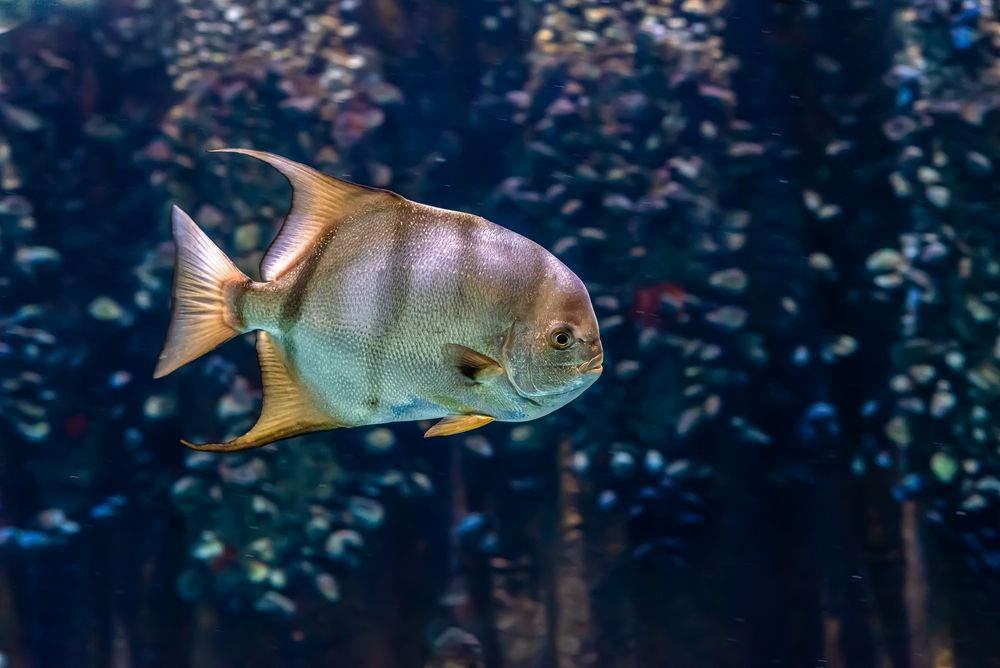 A fish in the Virginia Aquarium & Marine Science Center