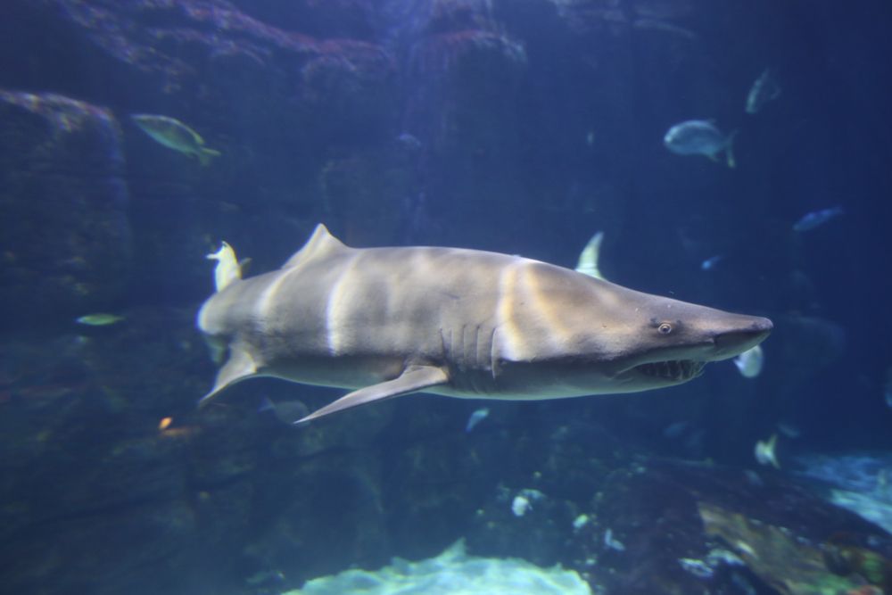 A shark in the Virginia Aquarium & Marine Science Center