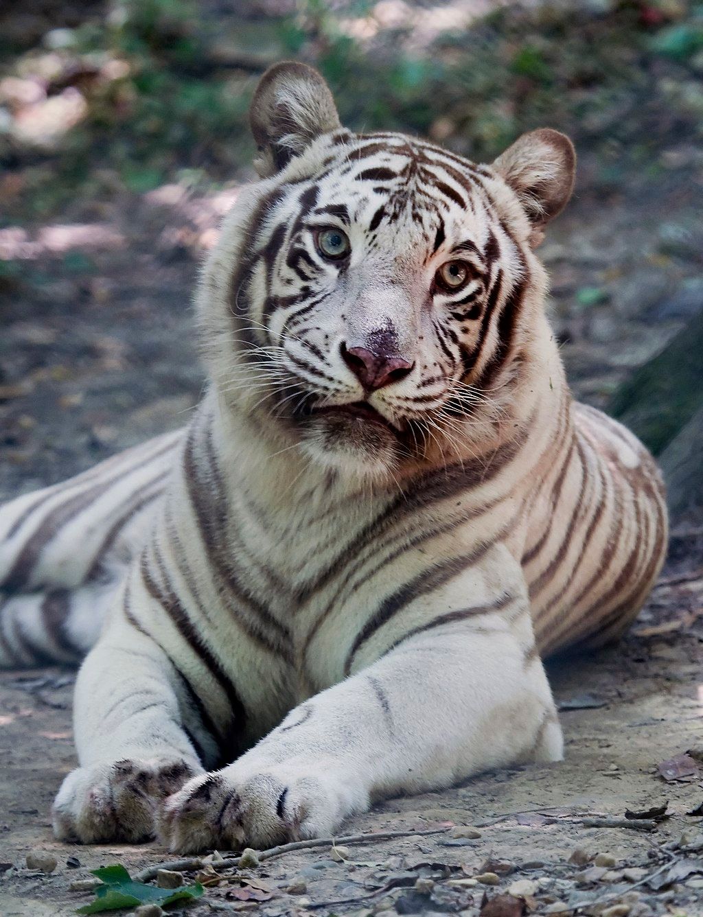 A white tiger at Exotic Feline Rescue Center