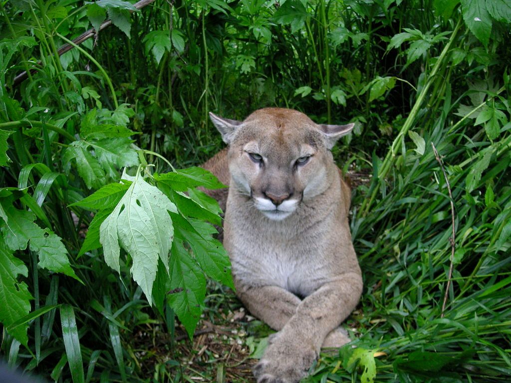 A cougar at Exotic Feline Rescue Center