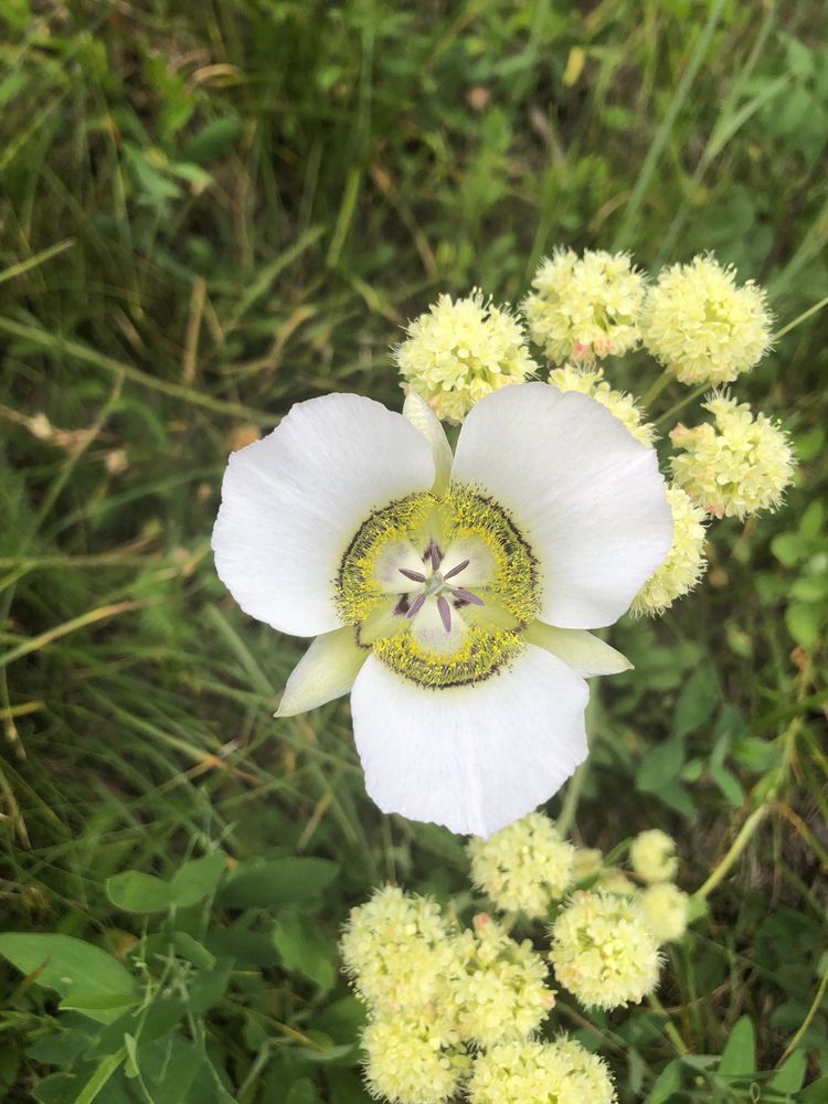 A pretty flower along Piney River Ranch's trail