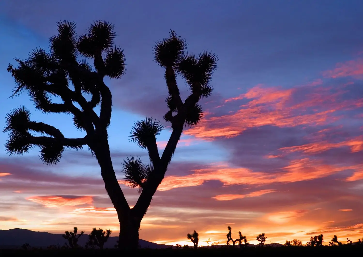 20 Best Things to Do in Victorville, CA