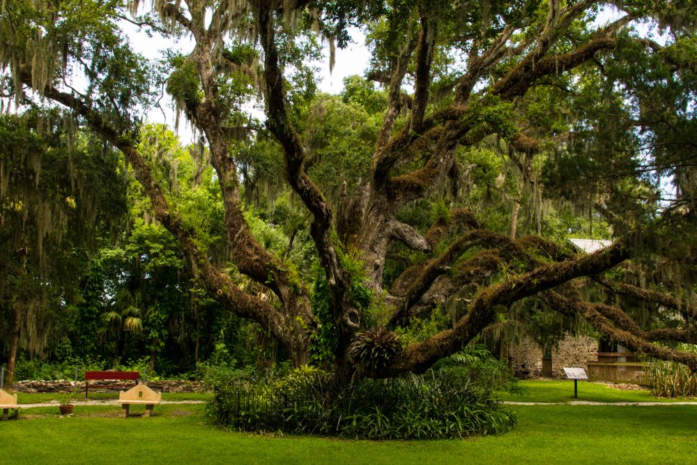 View of Dunlawton Sugar Mill Gardens