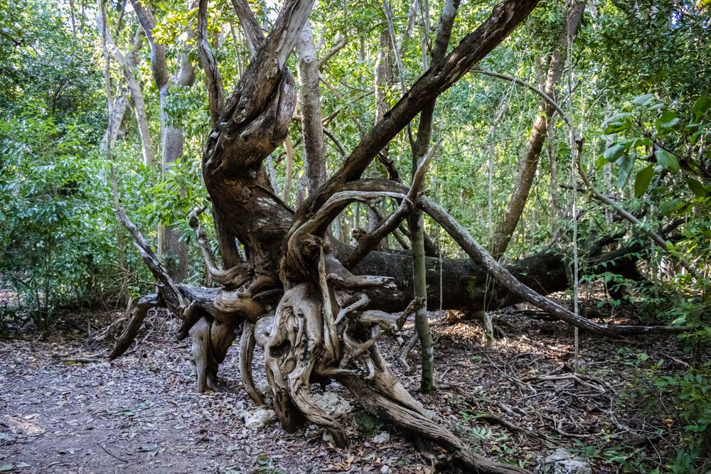 Trees at Windley Key Fossil Reef Geological State Park